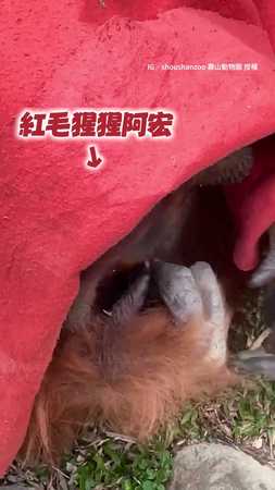 【紅毛猩猩擠痘痘】擠痘痘然後吃掉！？被抓包還發射超殺眼神XD