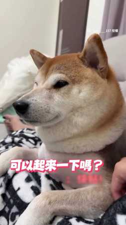 柴賴在腿上不肯起來！媽想上廁所還被兇XDD