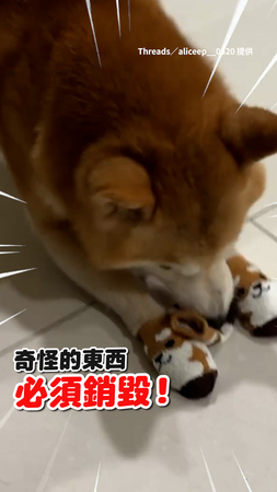 柴犬穿椅腳套「魔性踢地」 轉頭用嘴扯下爆啃銷毀