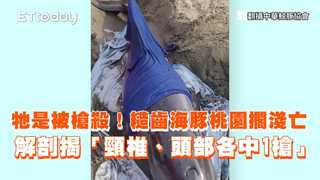 牠是被槍殺！糙齒海豚桃園擱淺亡　解剖揭「頸椎、頭部各中1槍」