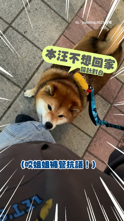 #柴犬 散步1小時還想繼續玩！頻咬姐褲管抗議：不想回家