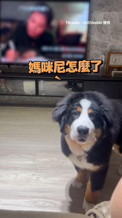 【貼心大寶寶】伯恩山犬見媽暴哭秒衝上前　溫柔舔手安慰她