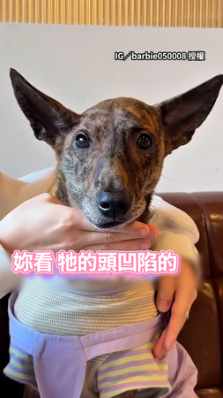 【先天的】台灣犬頭歪被誤會虐待　帶就醫：一邊沒長肌肉
