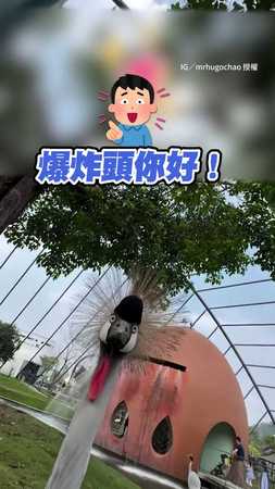 【森77】見黑冠鶴笑稱「爆炸頭」牠聽完秒爆氣啄手機鏡頭