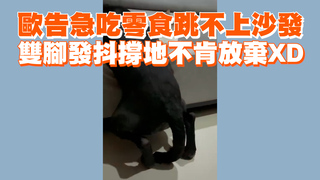 歐告急吃零食跳不上沙發　雙腳發抖撐地不肯放棄XD