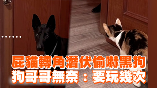 屁貓轉角潛伏偷嚇黑狗　狗哥哥無奈：要玩幾次