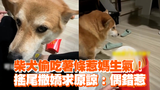 柴犬偷吃薯條惹媽生氣！　搖尾撒嬌求原諒：偶錯惹