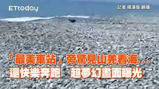 「最美車站」旁驚見山羌看海...還快樂奔跑　超夢幻畫面曝光
