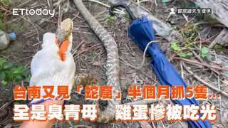 台南又見「蛇窟」半個月抓5隻...全是臭青母　雞蛋慘被吃光