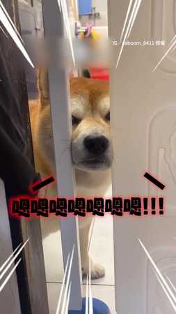 【戲精柴上線】我不愛洗澡啊～　美容師笑：明明超享受XD