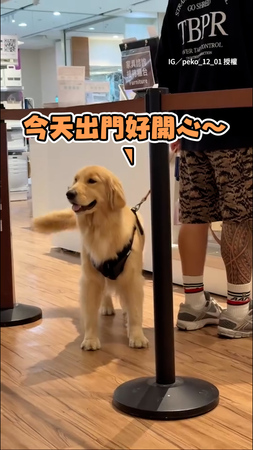 【我不可愛嗎QQ】親人狗狗討摸被無視超失落　委屈模樣超級萌XD