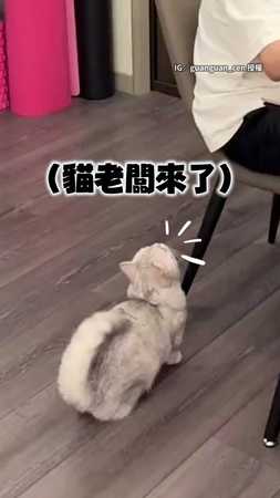 【貓老闆】面試新人遭短腿貓「亂入搶鏡」　跳超高還搭肩刷存在感XD