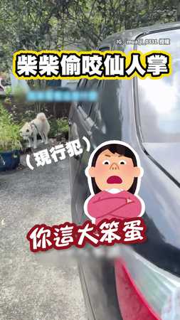 【痛到飛起？】白柴不聽勸去玩仙人掌　輕碰一下嚇到原地彈飛