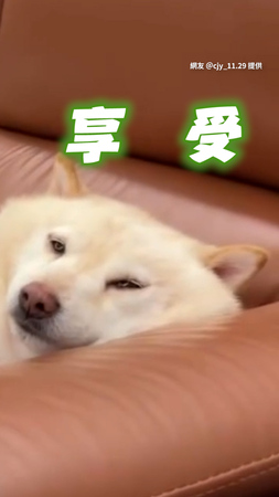 【總統級待遇】白柴慵懶躺沙發讓姐姐剪指甲：酥湖～