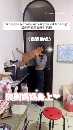 【融化惹❤️‍】萌貓聽媽喊「抱抱」　下秒飛奔靠近爬身上撒嬌