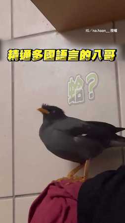 【語言天才】八哥多國語言無縫切換XD中英韓亂飆網友笑翻！