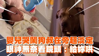 嬰兒哭鬧狗叔在旁超淡定　眼神無奈看鏡頭：給妳哄