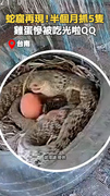 【台南蛇窟再現】半個月抓5隻臭青母！雞蛋全被吃光啦QQ