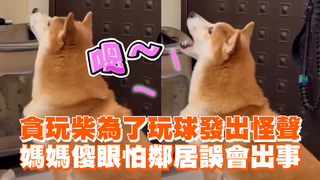貪玩柴為了玩球發出怪聲　媽媽傻眼怕鄰居誤會出事