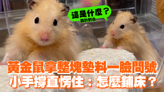 黃金鼠拿整塊墊料一臉問號　小手撐直愣住：怎麼鋪床？