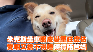 米克斯坐車眼皮變重狂度估　愛睏又捨不得睡硬撐陪爸媽