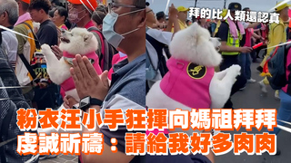 粉衣汪小手狂揮向媽祖拜拜　虔誠祈禱：請給我好多肉肉