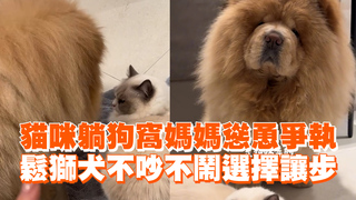 貓咪躺狗窩媽媽慫恿爭執　鬆獅犬不吵不鬧選擇讓步