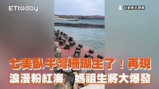 七美臥牛灣珊瑚生了！再現浪漫粉紅海　媽祖生將大爆發