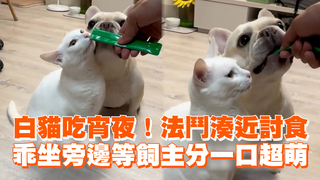 白貓吃宵夜！法鬥湊近討食　乖坐旁邊等飼主分一口超萌