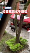 【學長出沒】北藝大校牛出沒 踩小碎步逛校園