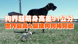 狗界超萌身高差91公分　世界最高&最矮狗狗相見歡