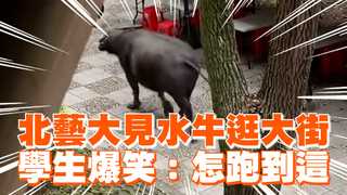 北藝大見水牛逛大街　學生爆笑：怎跑到這