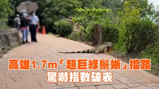 高雄變侏羅紀公園？1.7m「超巨綠鬣蜥」擋路　驚嚇指數破表