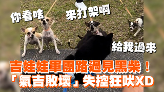 吉娃娃軍團路過見黑柴！　「氣吉敗壞」失控狂吠XD