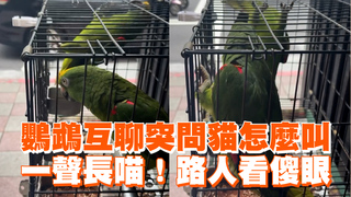 鸚鵡互聊突問貓怎麼叫　一聲長喵！路人看傻眼