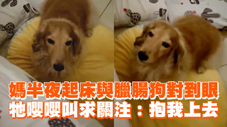 媽半夜起床與臘腸狗對到眼　牠嚶嚶叫求關注：抱我上去