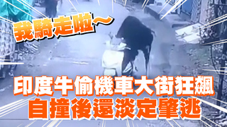 印度牛偷機車大街狂飆　自撞後還淡定肇逃