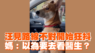 汪見路線不對開始狂抖　媽：以為要去看醫生？