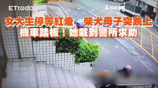 女大生停等紅燈　柴犬母子突跳上機車踏板！她載到警所求助