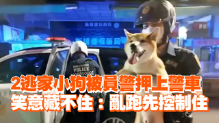 2逃家小狗被員警押上警車　笑意藏不住：亂跑先控制住