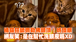 橘貓狂舔彌勒佛頭頂！媽傻眼　網友笑：是在幫忙洗頭皮嗎XD
