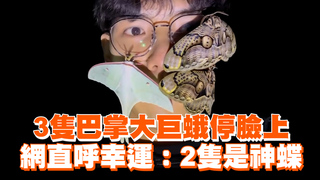 3隻巴掌大巨蛾停臉上　網直呼幸運：2隻是神蝶