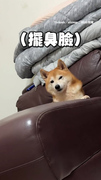 【誰要你多管閒事】柴遇阿嬤秒上車被媽阻止！回家擺臭臉