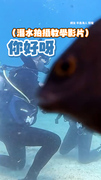 【大膽鯛民亂入！】潛水教學影片錄到的全是雀鯛在搶鏡頭XD