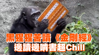 黑猩猩苦讀《金剛經》　邊讀邊啃書超Chill