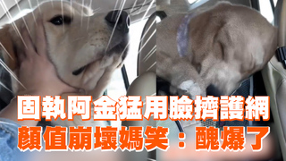 固執阿金猛用臉擠護網　顏值崩壞媽笑：醜爆了