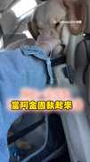 【阿金不嘻嘻】狗狗擠汽車護網擠到顏值歸零，就想要找爸爸玩