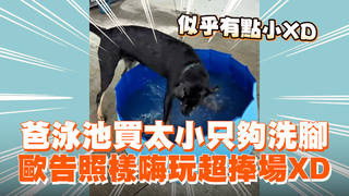 爸泳池買太小只夠洗腳　歐告照樣嗨玩超捧場XD