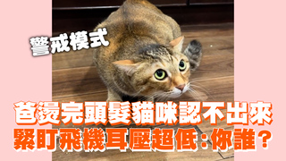 爸燙完頭髮貓咪認不出來　緊盯飛機耳壓超低：你誰？