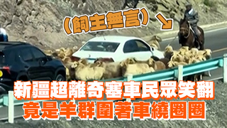 新疆超離奇塞車民眾笑翻　竟是羊群圍著車繞圈圈